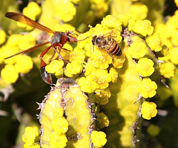 Euphorbia flower, maybe enopla