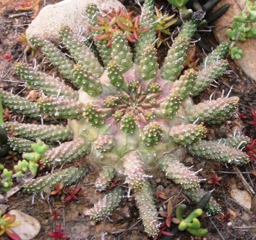 Euphorbia gamkensis of Calitzdorp