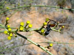 Euphorbia arceuthobioides and ant