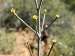 Euphorbia arceuthobioides stem-tip cyathia
