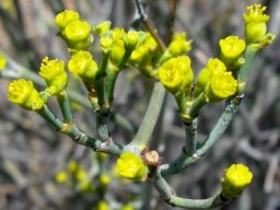 Euphorbia arceuthobioides flowering yellow