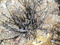 Euphorbia arceuthobioides, the ystervarkmelkbos 