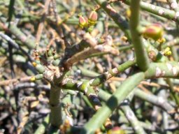 Euphorbia arceuthobioides fruit