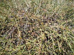 Euphorbia arceuthobioides grown large
