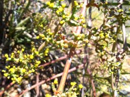 Euphorbia arceuthobioides cyathia in summer
