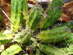 Euphorbia atrispina