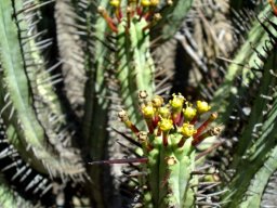 Euphorbia atrispina var. atrispina