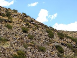 Euphorbia avasmontana var. avasmontana