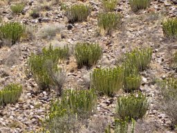 Euphorbia avasmontana var. avasmontana