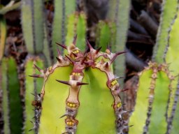 Euphorbia avasmontana var. avasmontana stem-tip
