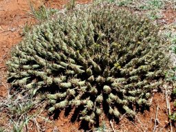 Euphorbia bergii