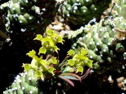Euphorbia bergii cyathia