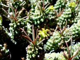 Euphorbia bergii stems