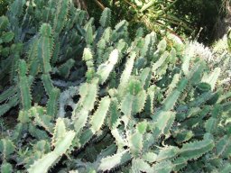 Euphorbia bothae in the Walter Sisulu National Botanical Garden