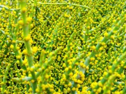 Euphorbia burmannii in the flowering season