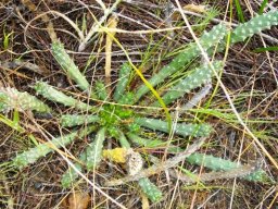 Euphorbia caput-medusae