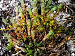 Euphorbia caput-medusae when it has been through the wars