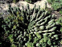 Euphorbia caput-medusae strong growth
