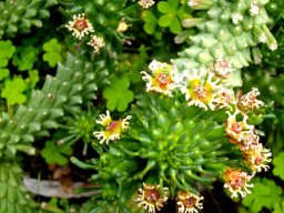 Euphorbia caput-medusae flowers, leaves and tubercles