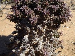 Euphorbia caput-medusae, its cover blown
