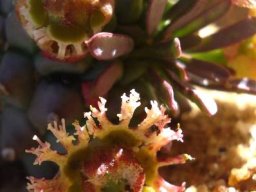 Euphorbia caput-medusae floral paraphernalia
