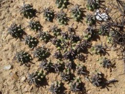 Euphorbia caput-medusae meerkatting it in the sand