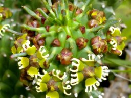 Euphorbia caput-medusae all about the stem-tip