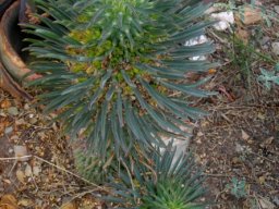 Euphorbia clandestina growing leaves vigorously