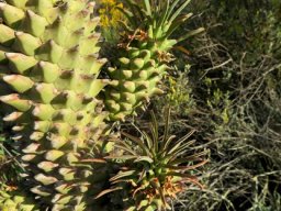 Euphorbia clandestina branches