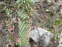 Euphorbia clandestina and acolyte