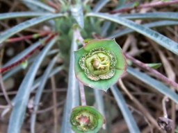 Euphorbia clava leaves and cyathia
