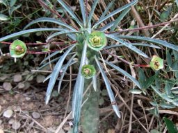 Euphorbia clava