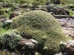 Euphorbia clavarioides var. clavarioides