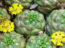 Euphorbia clavarioides cyathia and leaves