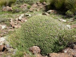 Euphorbia clavarioides subsp. clavarioides