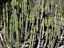 Euphorbia caerulescens growing dense