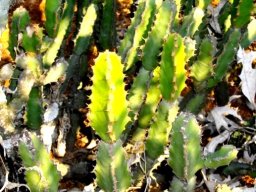 Euphorbia caerulescens four-angled stems