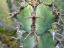 Euphorbia caerulescens without new growth