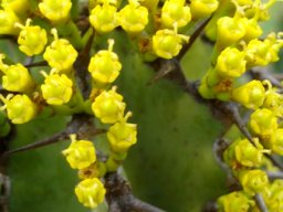 Euphorbia caerulescens flowering