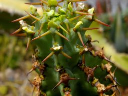Euphorbia caerulescens