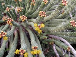 Euphorbia colliculina stem-tip flowering