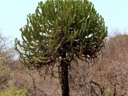 Euphorbia cooperi bare stem