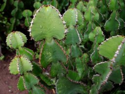 Euphorbia cooperi short stem segments