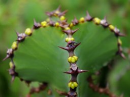 Euphorbia cooperi spines and buds