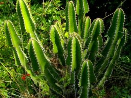 Euphorbia cooperi transplant