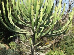 Euphorbia curvirama in the Walter Sisulu National Botanical Garden