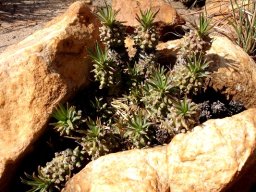 Euphorbia davyi