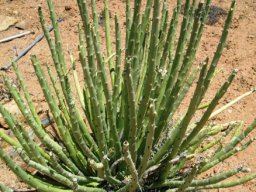 Euphorbia dregeana