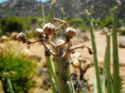 Euphorbia dregeana dry seed capsules