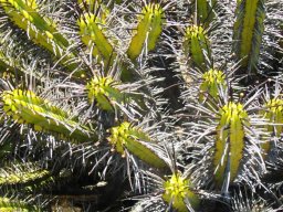 Euphorbia enopla in dry summer conditions